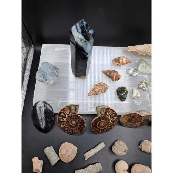 Ammonite, Orthoceras, Aquatic Fossils, Ocean Jasper Tumble and Palm Tower Bundle - Picture 5 of 7